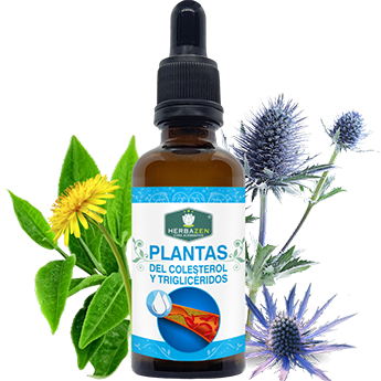 Plantas Para el Colesterol y Triglicéridos Extracto